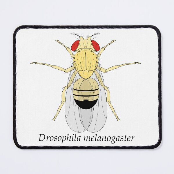 Item preview, Drosophila melanogaster designed and sold by frederer.