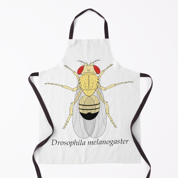 Item preview, Drosophila melanogaster designed and sold by frederer.