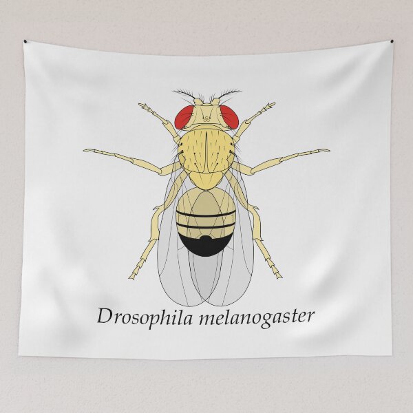 Item preview, Drosophila melanogaster designed and sold by frederer.