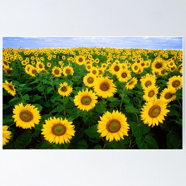 Item preview, Field of Sunflowers designed and sold by BravuraMedia.