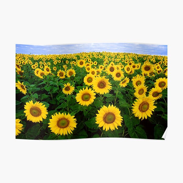 Field of Sunflowers Poster