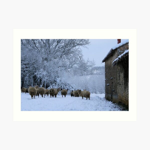 Sheep in the Snow Art Print