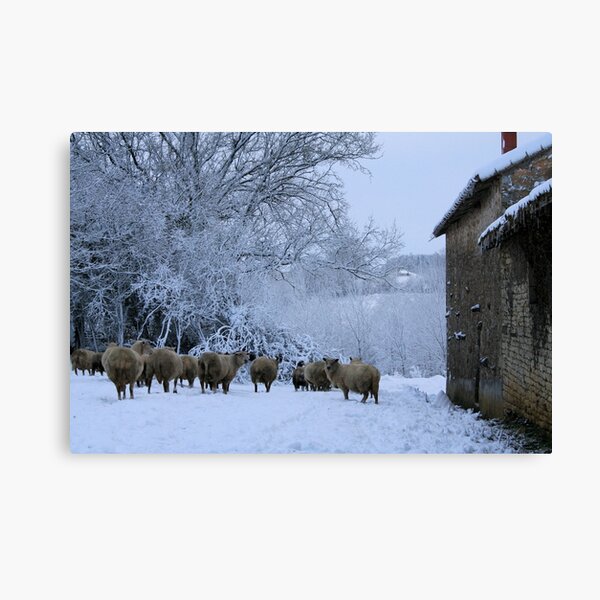 Sheep in the Snow Canvas Print