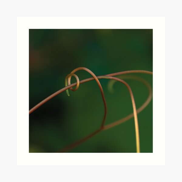 Little Tendril Art Print