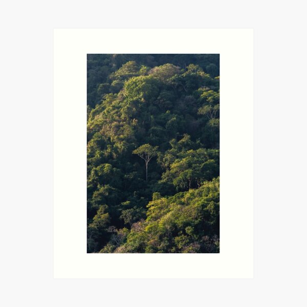 Puerto Vallarta Forestscape | Landscape Photo Print Art Print