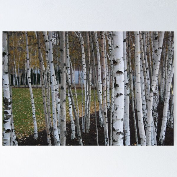 Item preview, Birch trees, Bankside designed and sold by TheLondonphile.