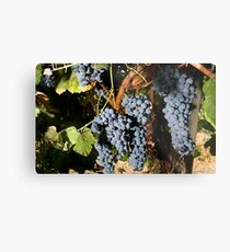 Grapes Vineyard Metal Print