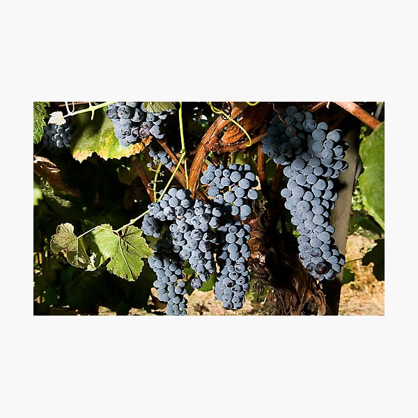 Item preview, Grapes Vineyard  designed and sold by BravuraMedia.