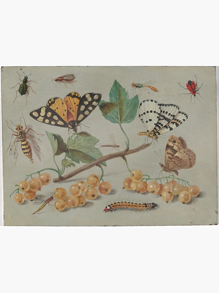 Lámina fotográfica «Estudio de mariposas e insectos por Jan van Kessel