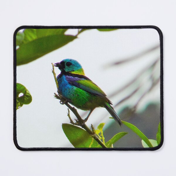 Item preview, Saíra-sete-cores designed and sold by narjaraphoto.