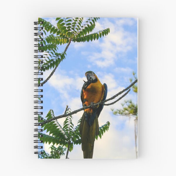 Item preview, Arara-azul designed and sold by narjaraphoto.