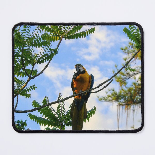Item preview, Arara-azul designed and sold by narjaraphoto.