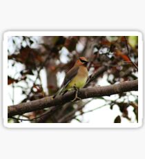 Cedar Waxwing Sticker