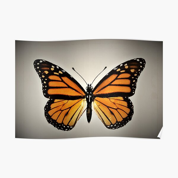 Monarch butterfly Poster