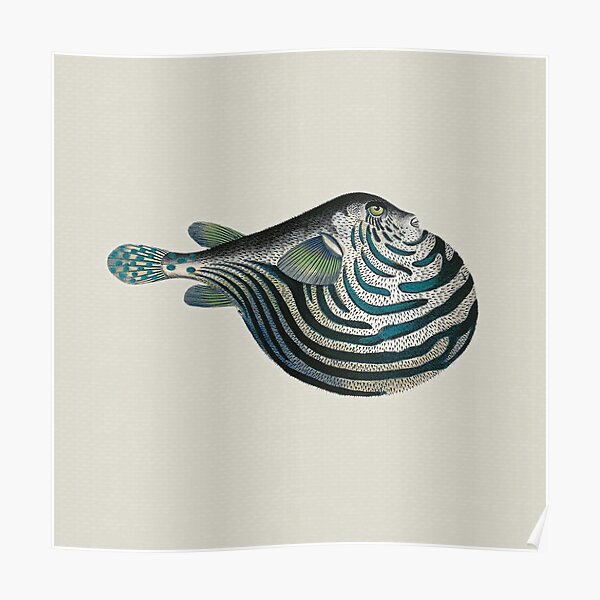 Aquario Fisch 11 Poster