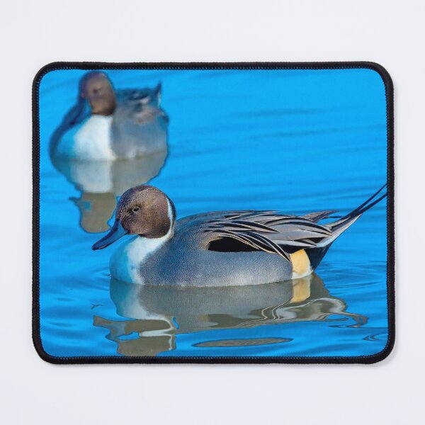 Item preview, Pintail Ducks and reflections designed and sold by Dalyndigital Photography.