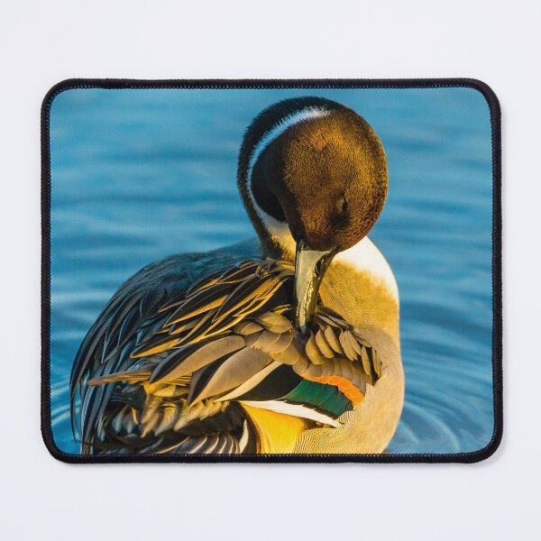 Item preview, Preening Pintail Duck designed and sold by Dalyndigital Photography.