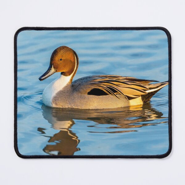 Item preview, Pintail Duck Drake designed and sold by Dalyndigital Photography.