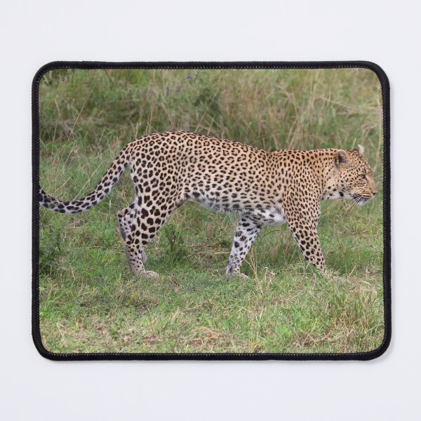 Item preview, African Leopard (Panthera pardus pardus) designed and sold by Yair Karelic.