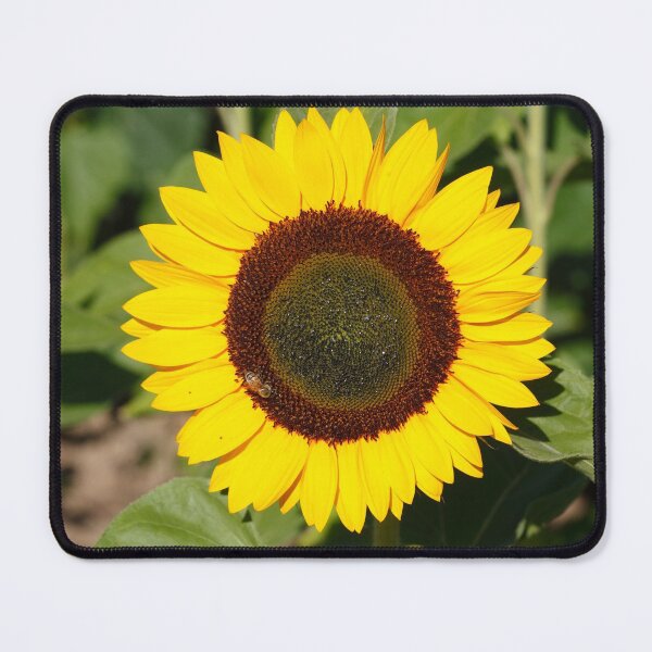 Item preview, Sunflower, sunflower, (Helianthus annuus) designed and sold by Torsten Krüger.