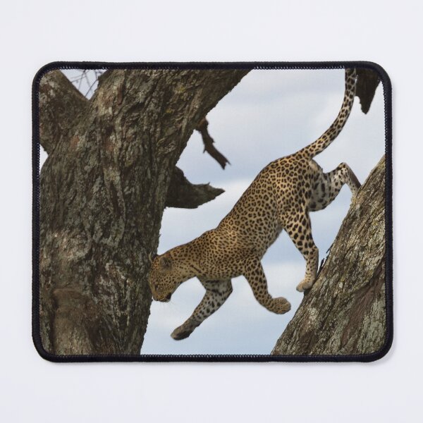 Item preview, African Leopard (Panthera pardus pardus) on a Tree designed and sold by Yair Karelic.