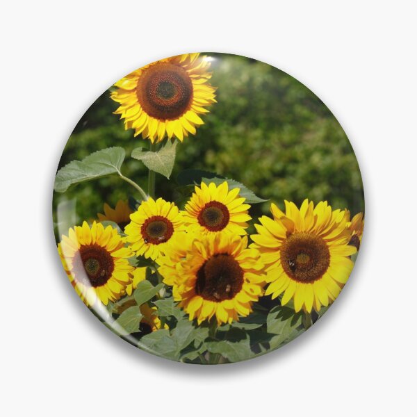 Item preview, Sunflower, sunflower, (Helianthus annuus) designed and sold by Torsten  Krüger.