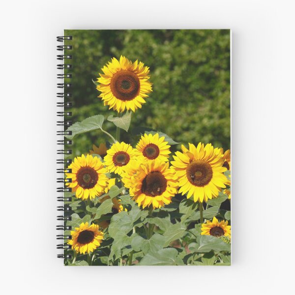 Item preview, Sunflower, sunflower, (Helianthus annuus) designed and sold by Torsten  Krüger.