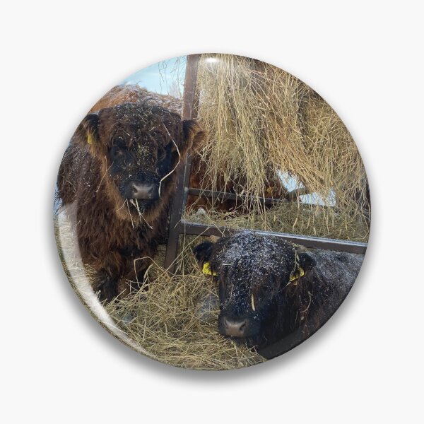Artikelvorschau, Scottish Highland Cattle Calves in snow 2696 entworfen und verkauft von SaarelaHighland.
