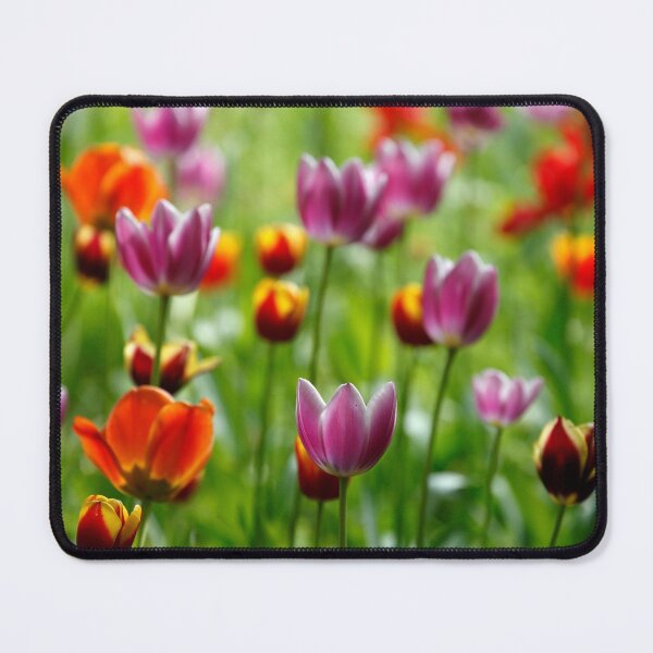Item preview, (Tulipa); Tulip; Tulips; Flower; Flower; colorful, tulip blossom designed and sold by Torsten Krüger.