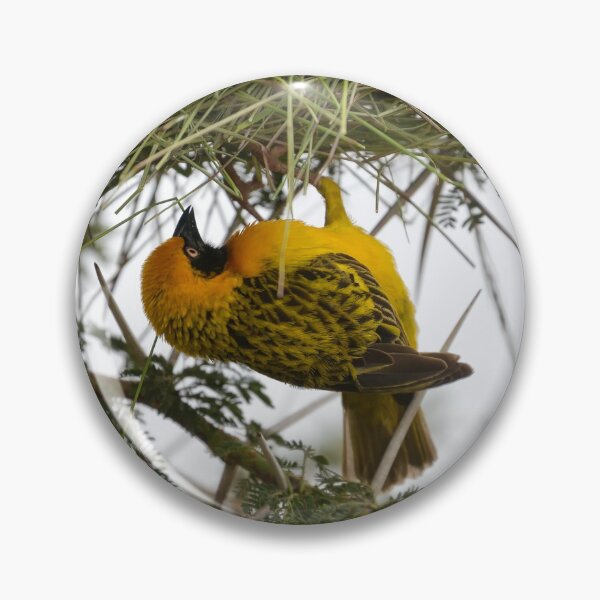 Item preview, Vitelline Masked Weaver (Ploceus vitellinus) Building a Nest designed and sold by Yair Karelic.
