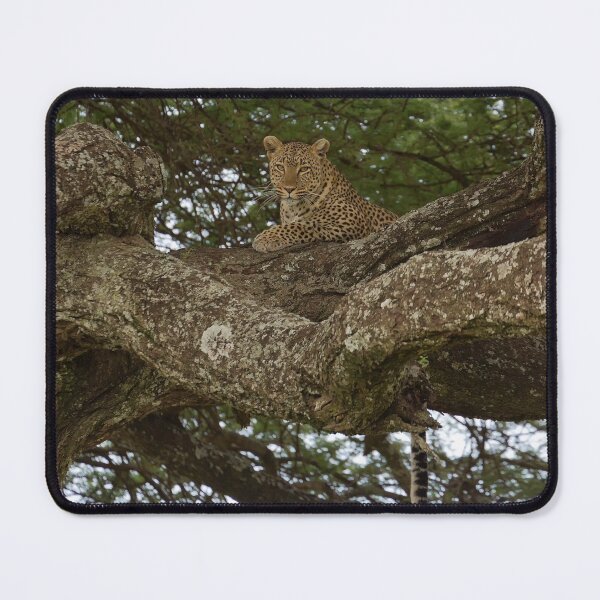 Item preview, African Leopard (Panthera pardus pardus) on a Tree designed and sold by Yair Karelic.