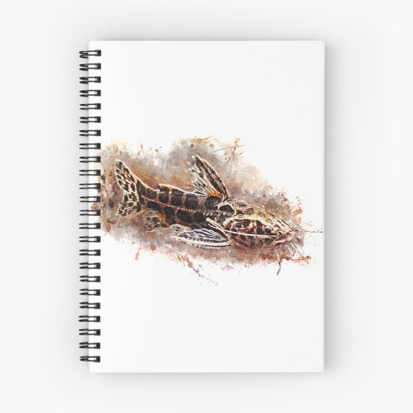 Item preview, Jaguar Catfish - Liasomadoras oncinus designed and sold by AquariumLutter.