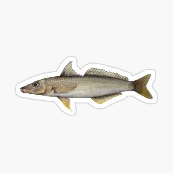 Item preview, Yellowfin Whiting designed and sold by RawPrawnArt.