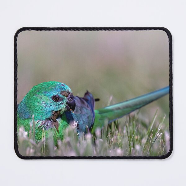 Item preview, Red-rumped parrot.  designed and sold by DaveBassett.