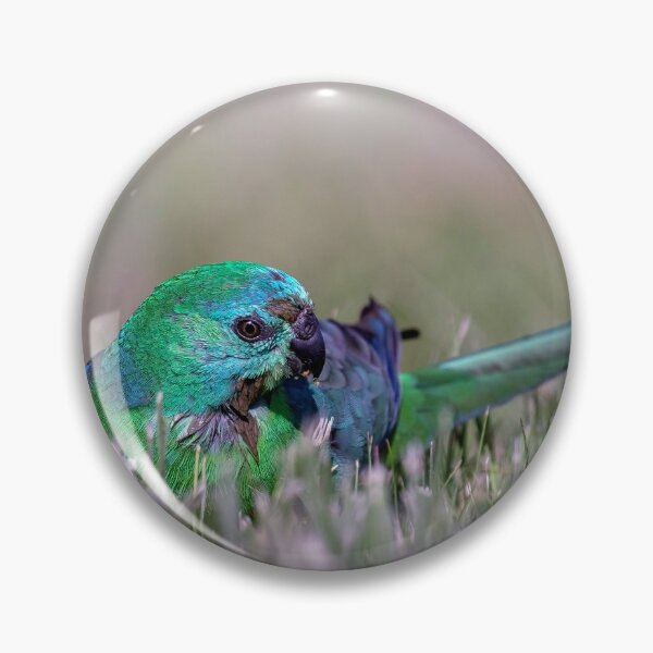 Item preview, Red-rumped parrot.  designed and sold by DaveBassett.