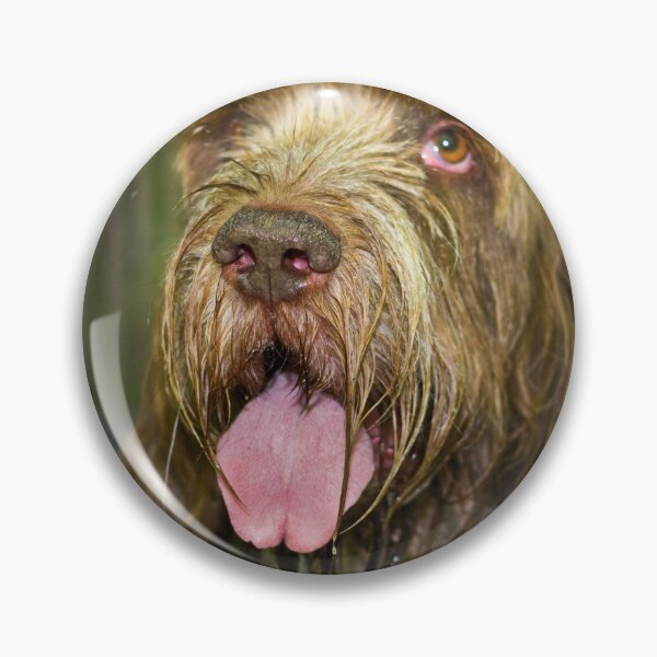 Item preview, Sparkling Spinone by heidiannemorris designed and sold by FOLK ART FUSION by heidiannemorris.