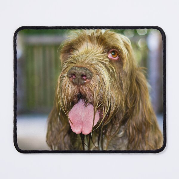 Item preview, Sparkling Spinone by heidiannemorris designed and sold by FOLK ART FUSION by heidiannemorris.