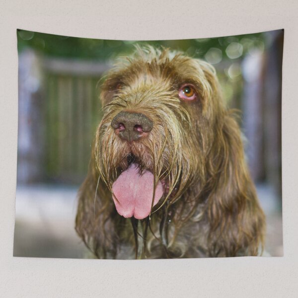 Item preview, Sparkling Spinone by heidiannemorris designed and sold by FOLK ART FUSION by heidiannemorris.