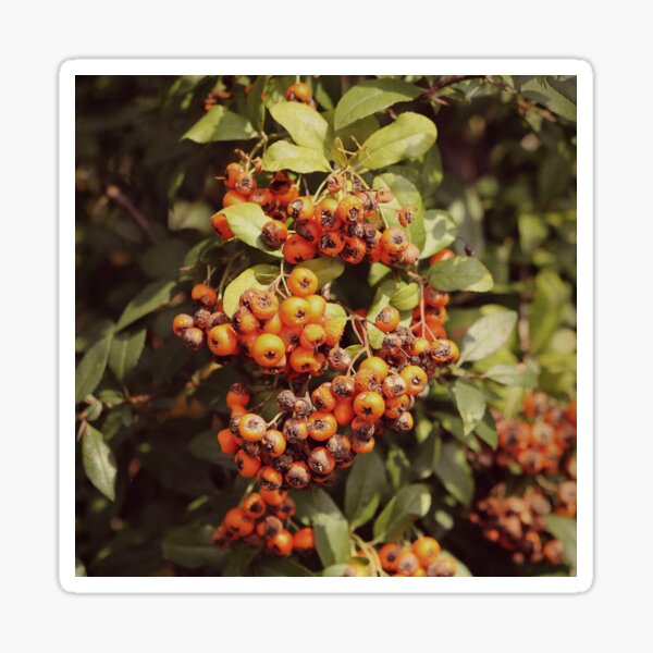 Bittersweet Autumn Vol 2 Sticker