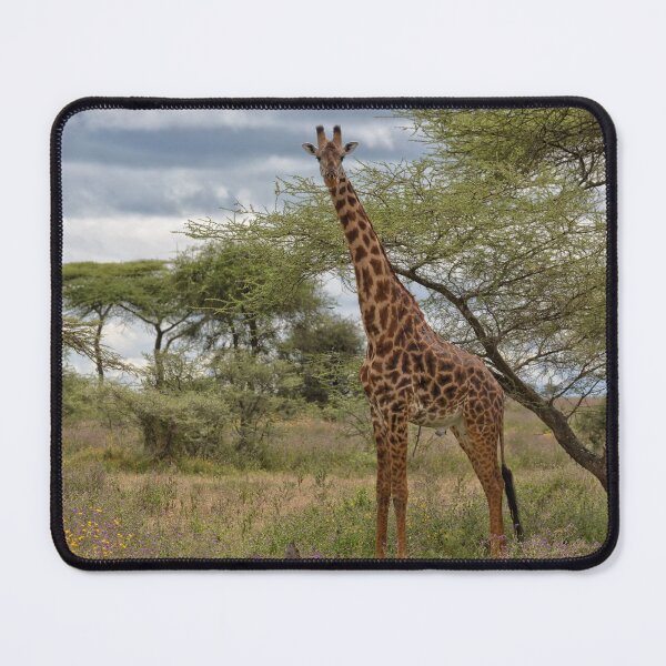 Item preview, Masai Giraffe (Giraffa camelopardalis tippelskirchi) designed and sold by Yair Karelic.
