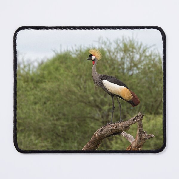 Item preview, Grey Crowned Crane (Balearica regulorum) designed and sold by Yair Karelic.