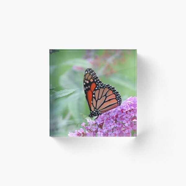 Item preview, Mariposa monarca designed and sold by Susie Cunningham.