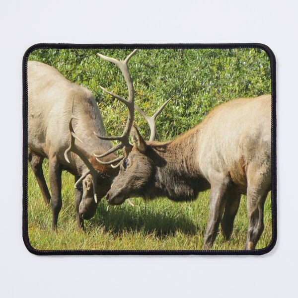 Item preview, Elk Bulls Sparring designed and sold by Susie Cunningham.