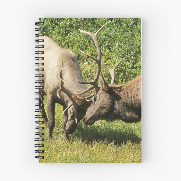 Item preview, Elk Bulls Sparring designed and sold by Susie Cunningham.