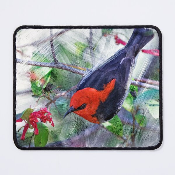 Item preview, Painted scarlet honeyeater. designed and sold by DaveBassett.