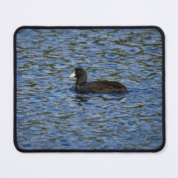 Item preview, Eurasian coot profile designed and sold by Jouko Lehto Photography.