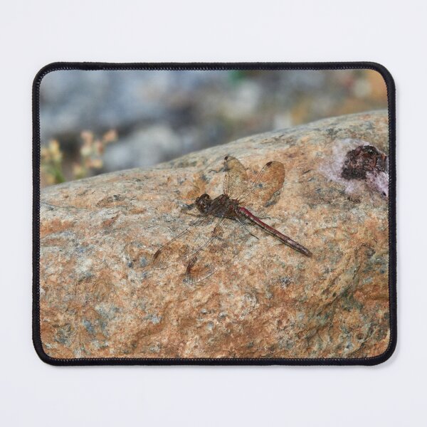 Item preview, It wasn't me. Vagrant darter designed and sold by Jouko Lehto Photography.
