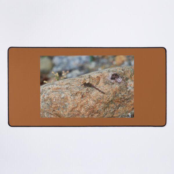 Item preview, It wasn't me. Vagrant darter designed and sold by Jouko Lehto Photography.