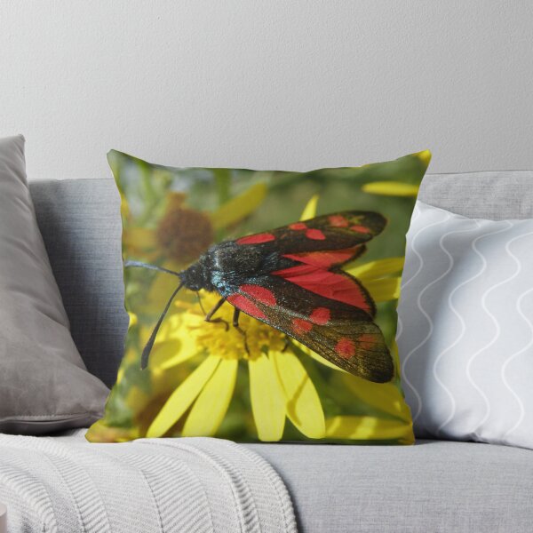 Item preview, Six Spot Burnet Moth Feeding Macro Photograph designed and sold by naturegallery.