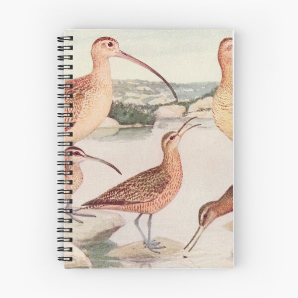 Item preview, Godwit Curlew birds illustration designed and sold by Vintage Designs +.